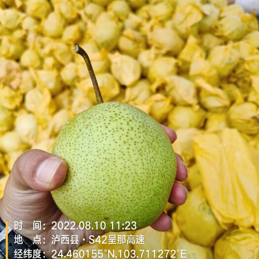 泸西县云南高原雪花梨，产地直供，无中间商赚差价，品质保证