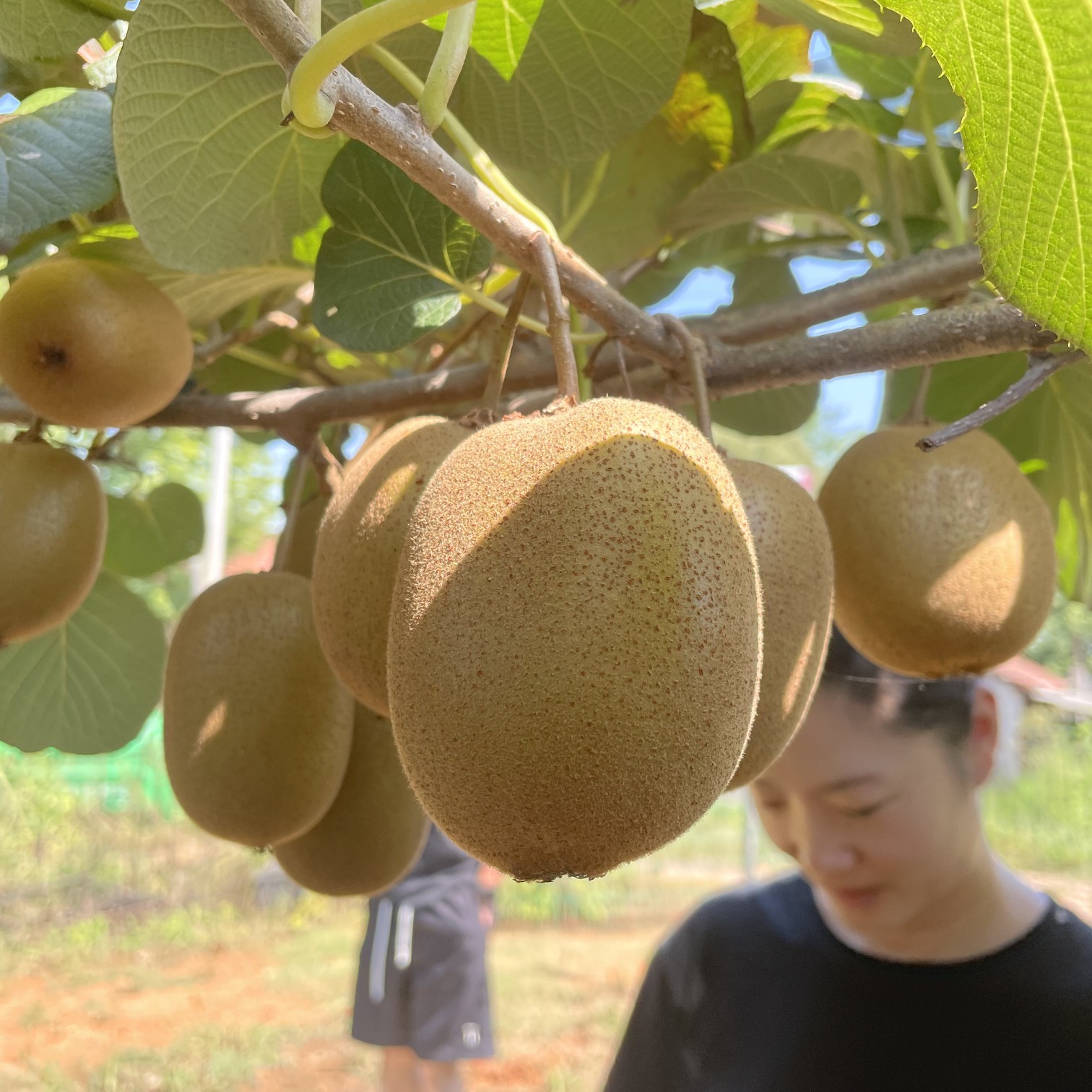 黄心奇异果-品种金山改良（G3）红心奇异果-品种红阳红石