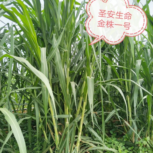 平顶山高品质牧草