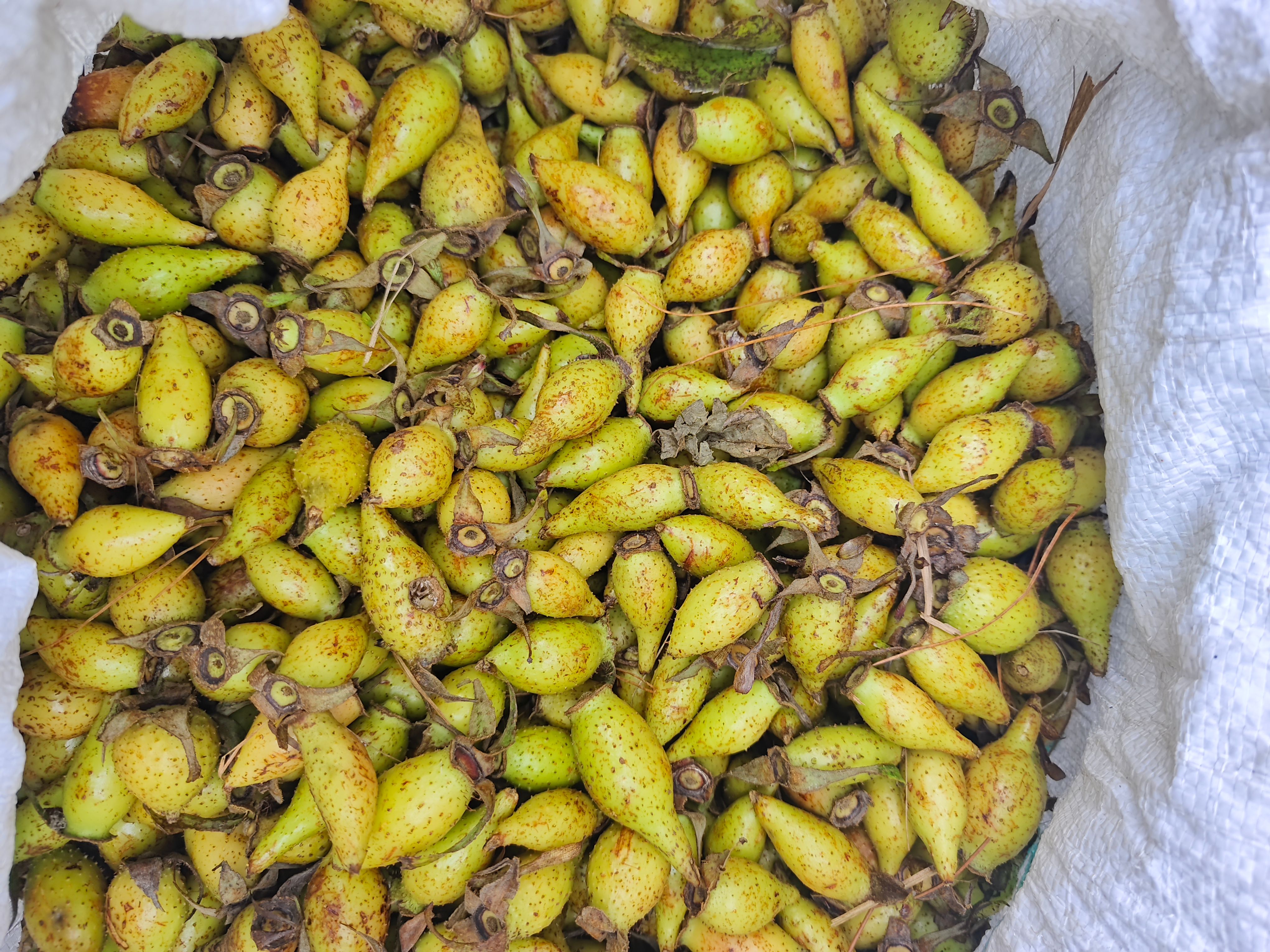 鲜货金樱子。一手货源，有需要的老板请联系