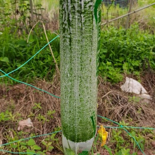 渠县秋季套袋丝瓜