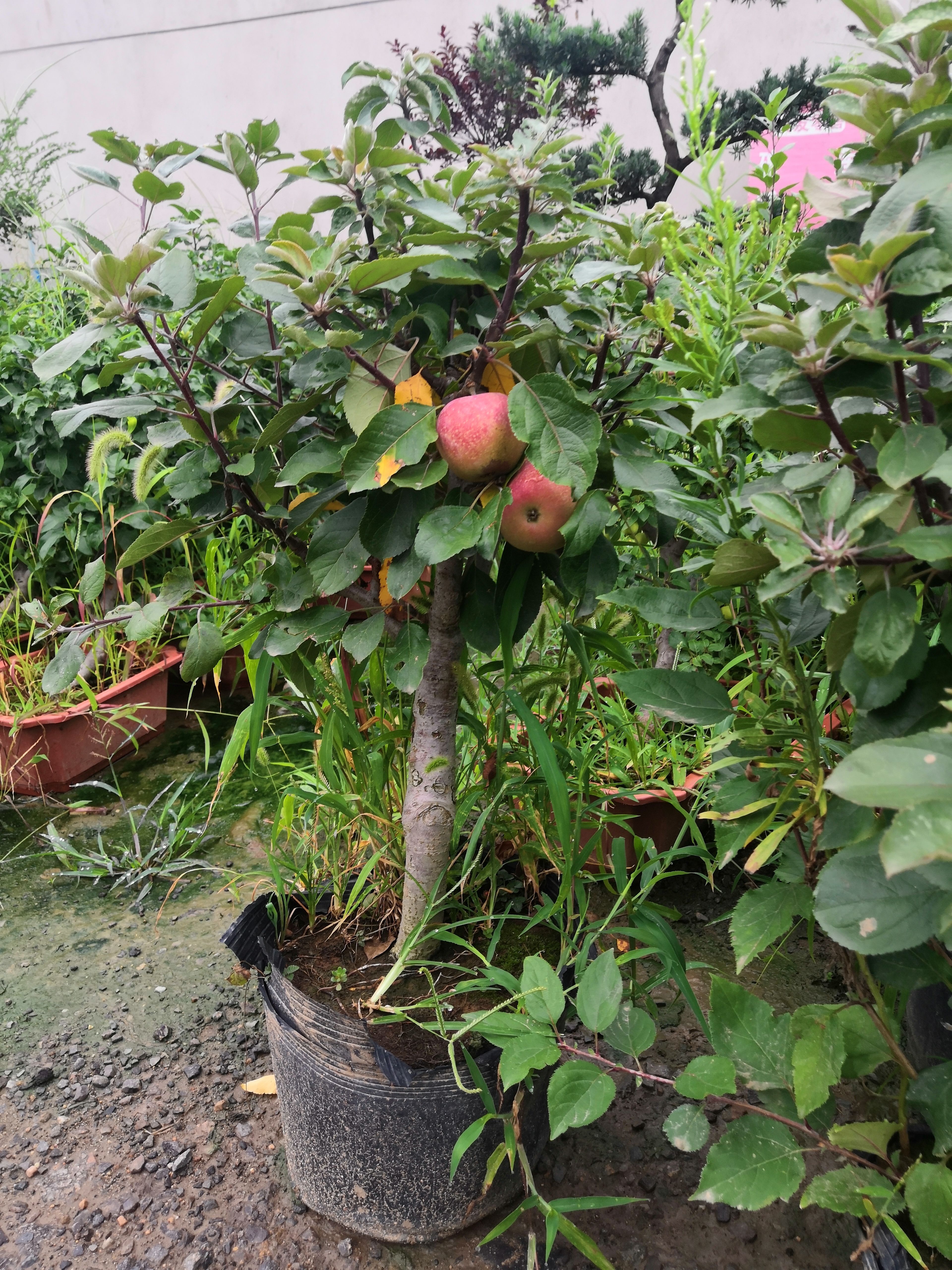 盆栽苹果树