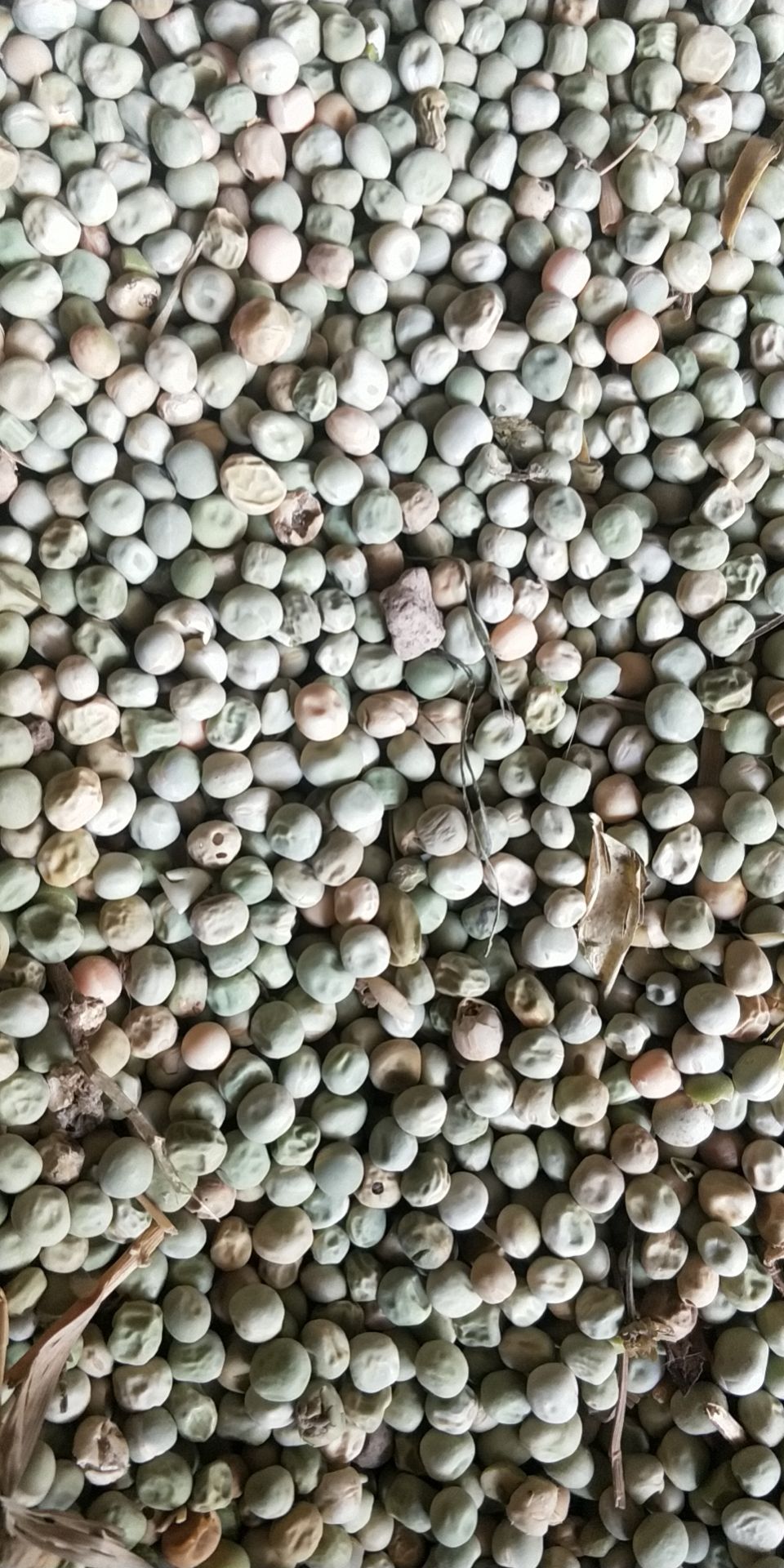 亳州豌豆本地产可以喂龙虾养殖业做饲料等等质优价廉