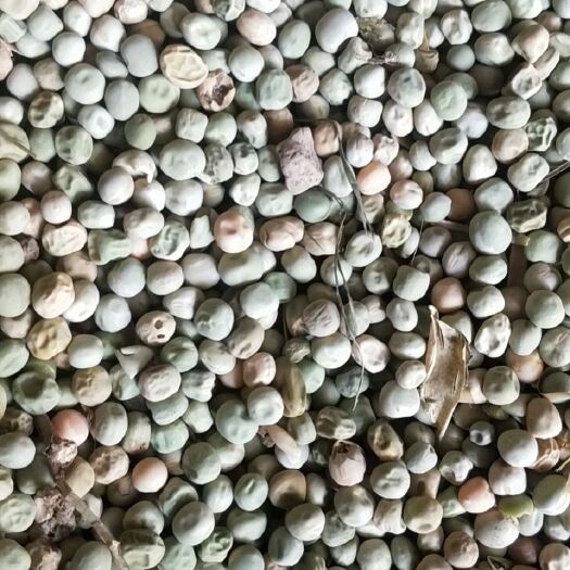 亳州豌豆本地产可以喂龙虾养殖业做饲料等等质优价廉