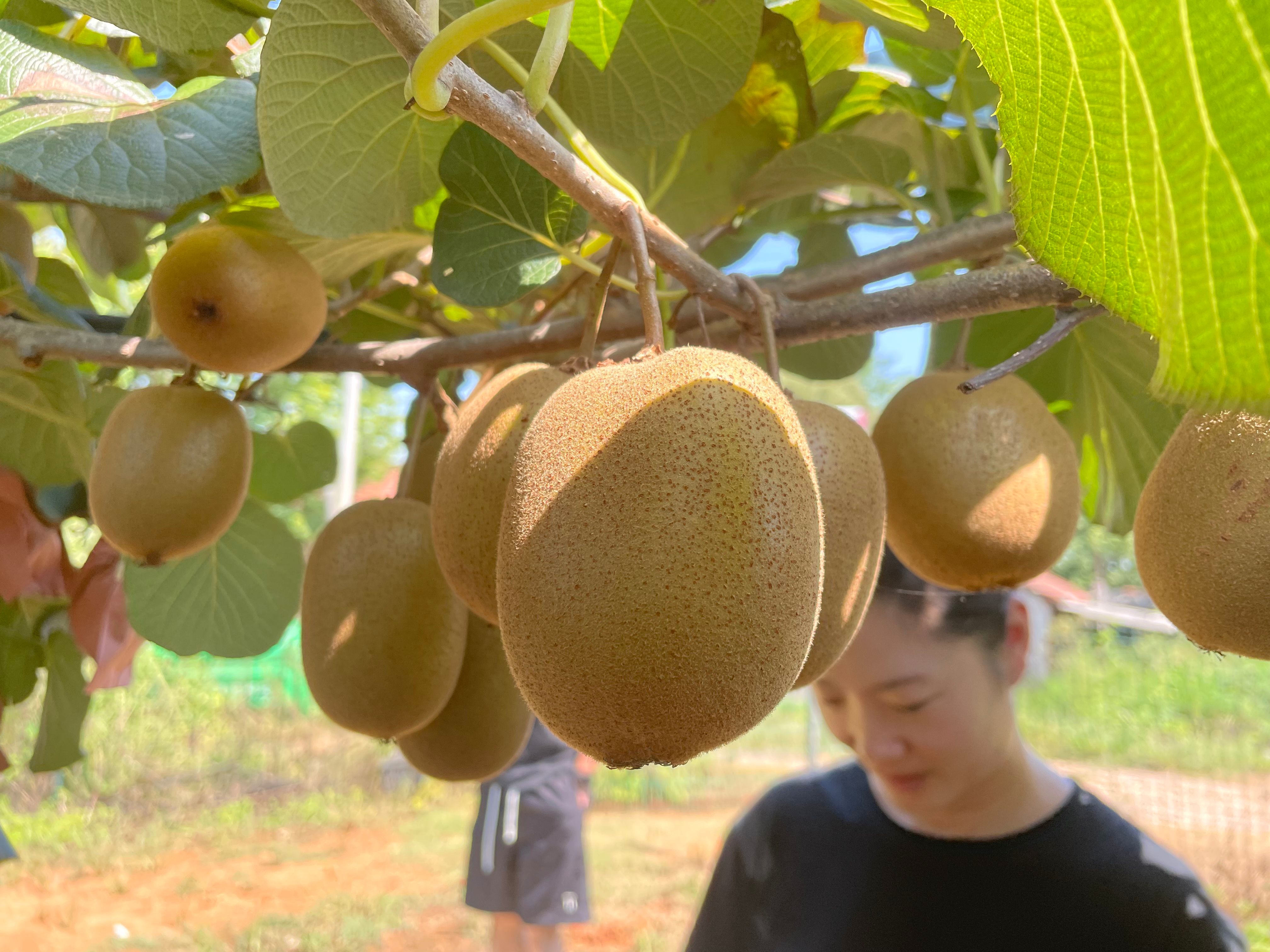 黄心奇异果-品种金山改良（G3）红心奇异果-品种红阳红石