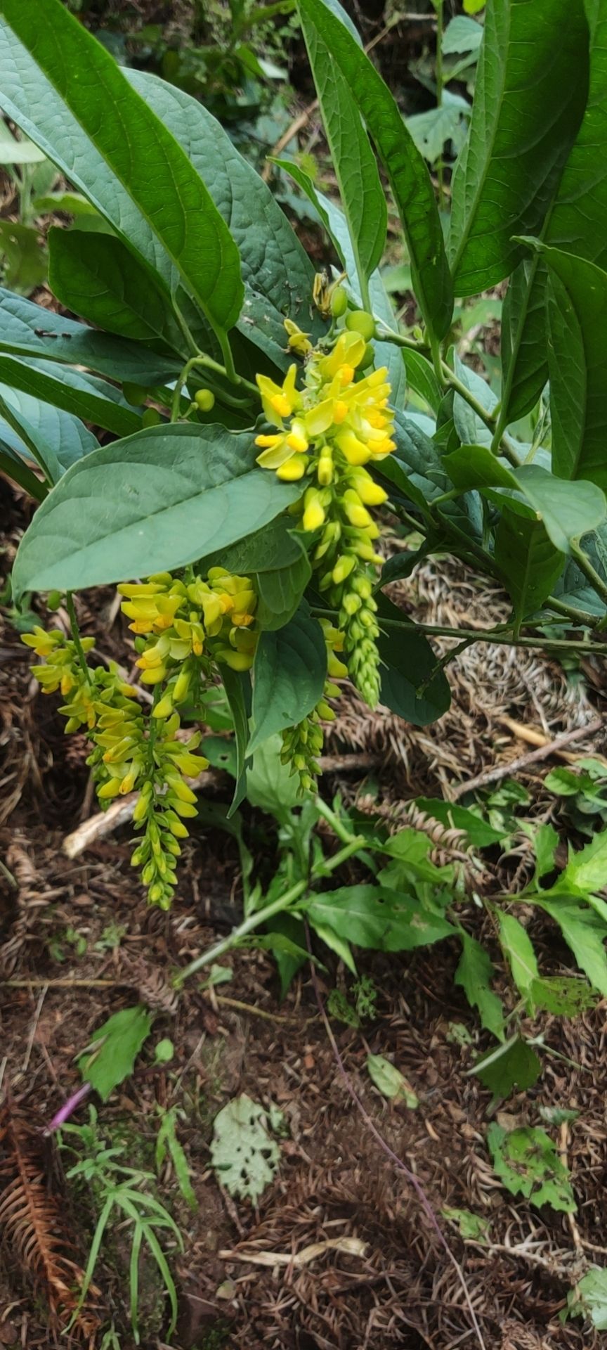 黄花倒水莲 干货