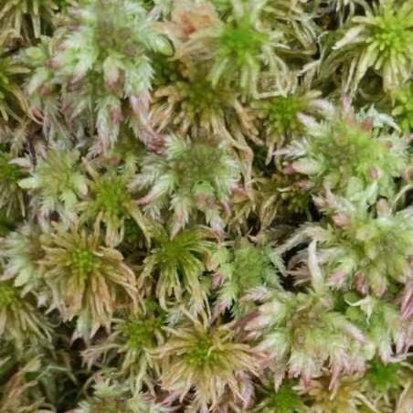 泸定县水苔，学名海花草