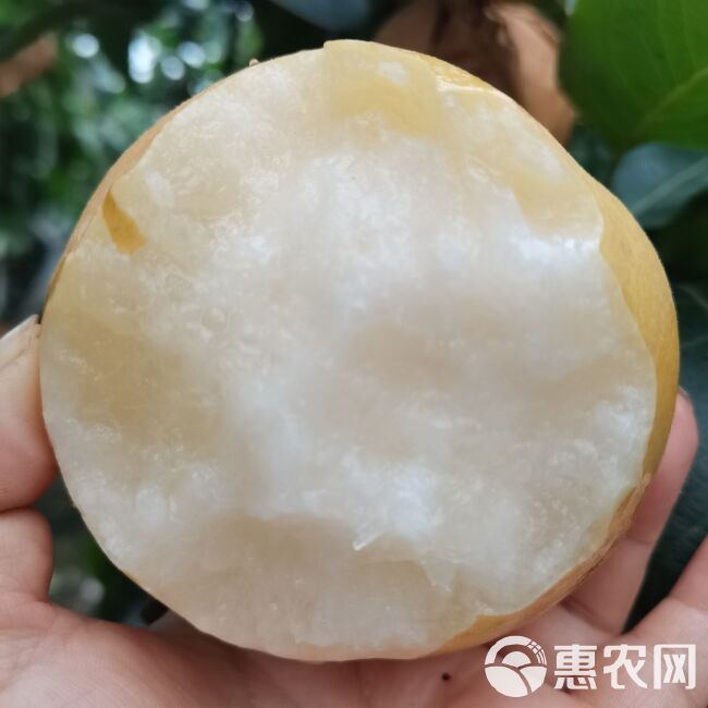 山东丰水梨皮溥多汁秋月黄冠整箱包邮