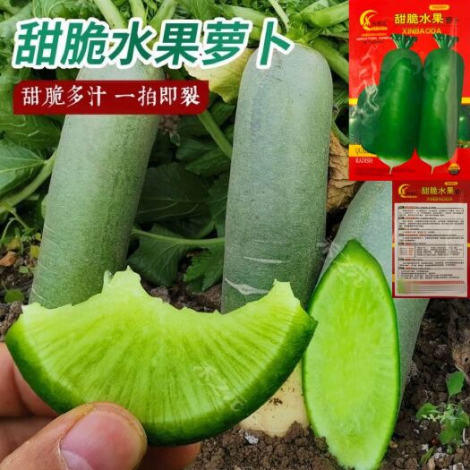 沭阳县冰糖水果萝卜种子生吃脆甜农家蔬菜种孑四季播种阳盆栽绿萝卜种籽