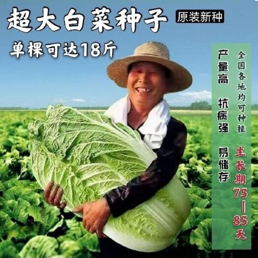 沭阳县十八斤大白菜种子山东白菜籽冬季四季播大白菜抗病高产蔬菜白菜子