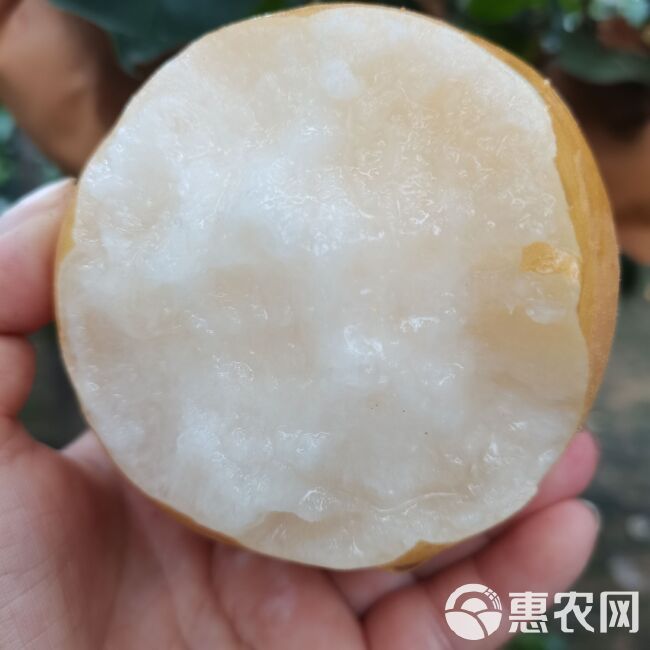 山东丰水梨皮溥多汁秋月黄冠整箱包邮