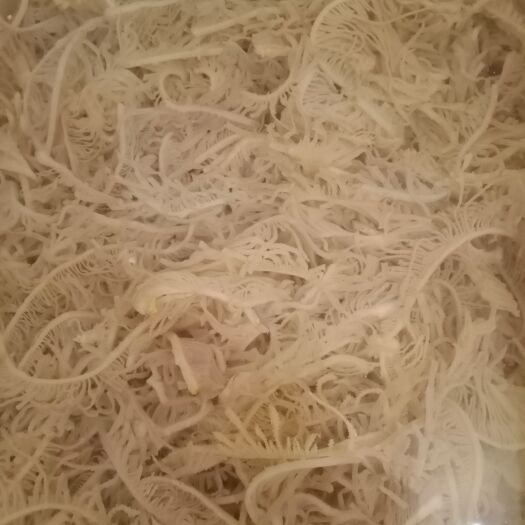 成都牛百叶水发毛肚