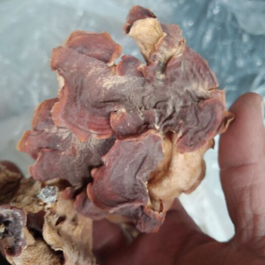 鱼台县榆耳产地直销