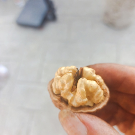 马边县雷波核桃