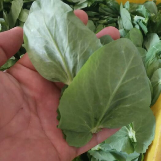 陆良县豆苗