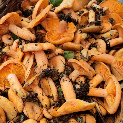 桂林野生菌子 丛木菌，