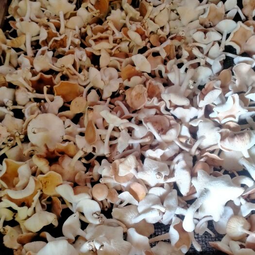 野生香菌