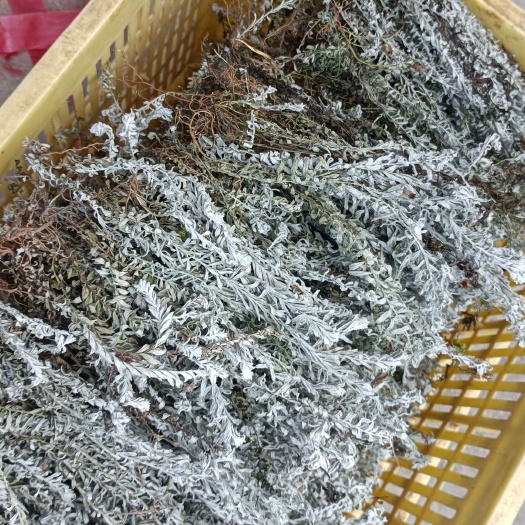 宜丰县江西鹿茸草干货，纯干无杂