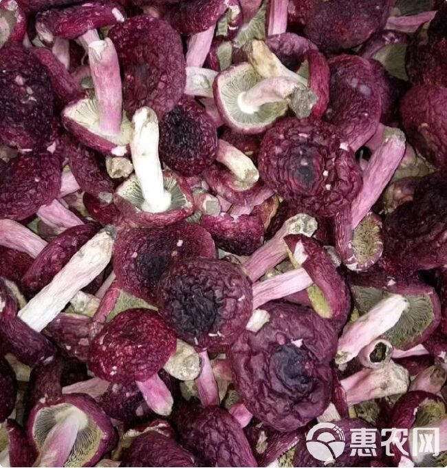 自家烘烤云南普洱大红菇微开伞蓝底人工挑选无菇脚碎片