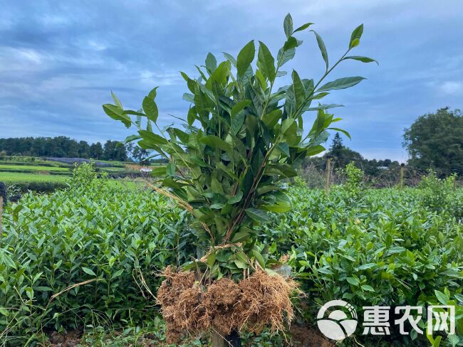 茶树苗 茶苗批发四川基地品种齐全福鼎大白茶4号茶中茶川茶