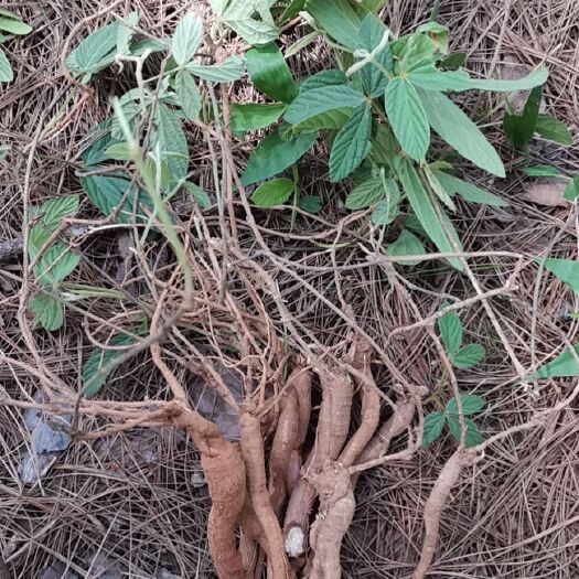 墨江县千斤拔红皮白心干货