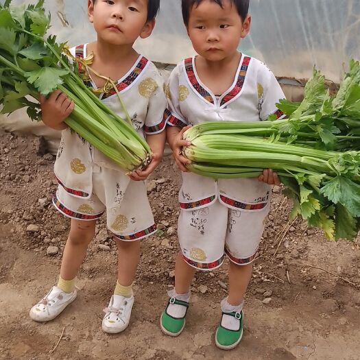 大通县法国皇后芹菜