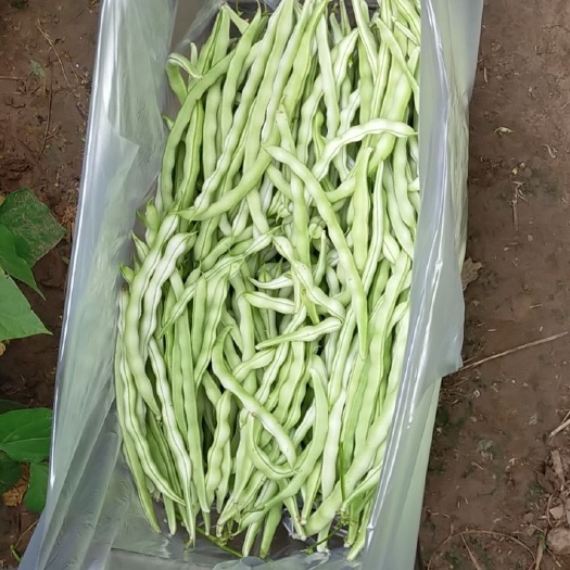 张家口白无丝