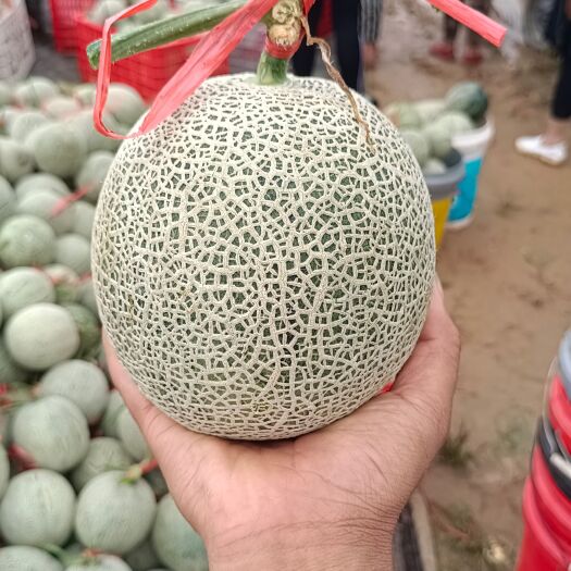 上海八月瓜