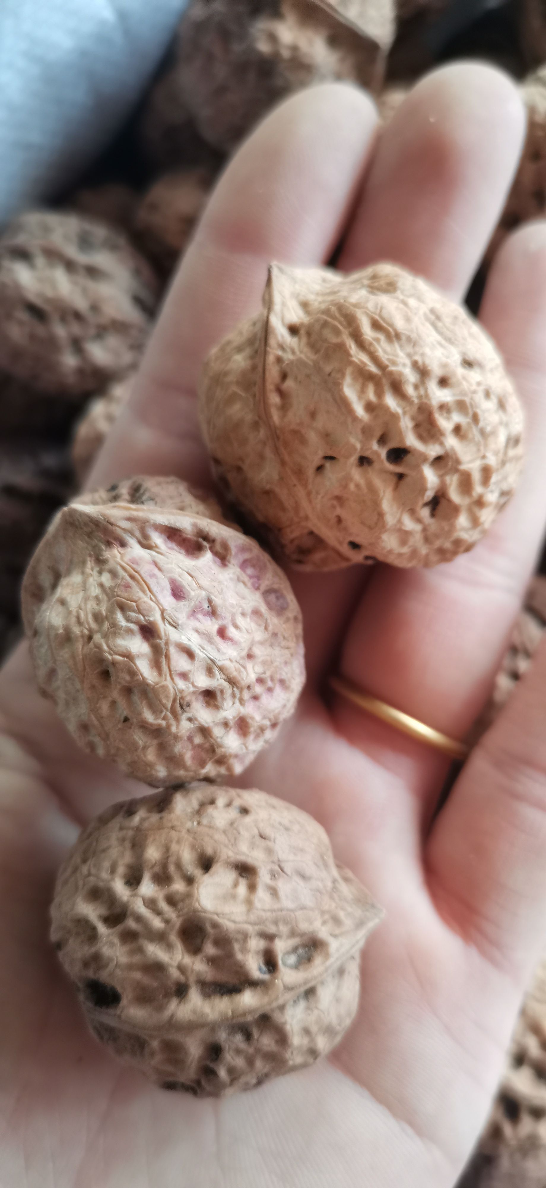 云南纸皮山核桃，皮薄肉厚，纯人工挑拣，***无污染