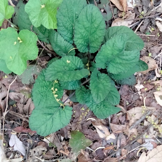 从江县癞蛤蟆草，荔枝草_纯正山货，贵州产地批发，药材。