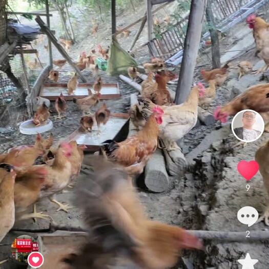 自家养的黄脚鸡