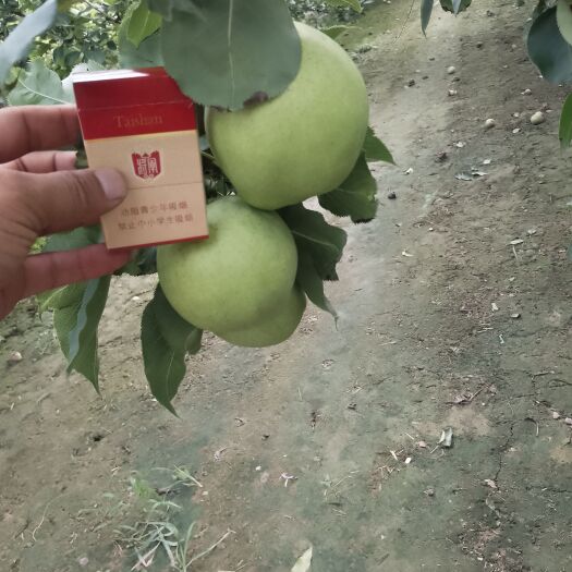 阳信县早酥梨