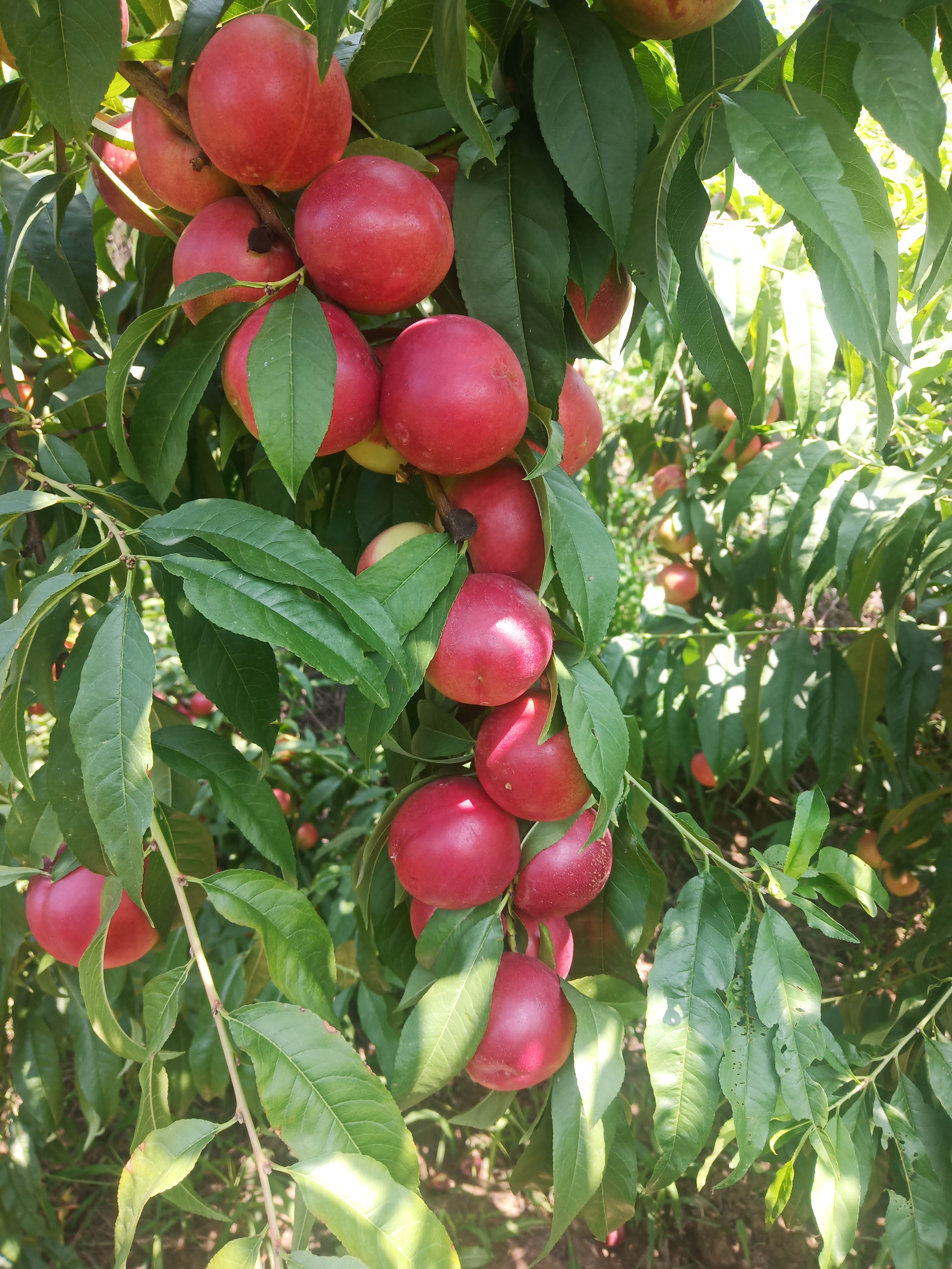 珍珠枣油桃，口感脆甜爽口