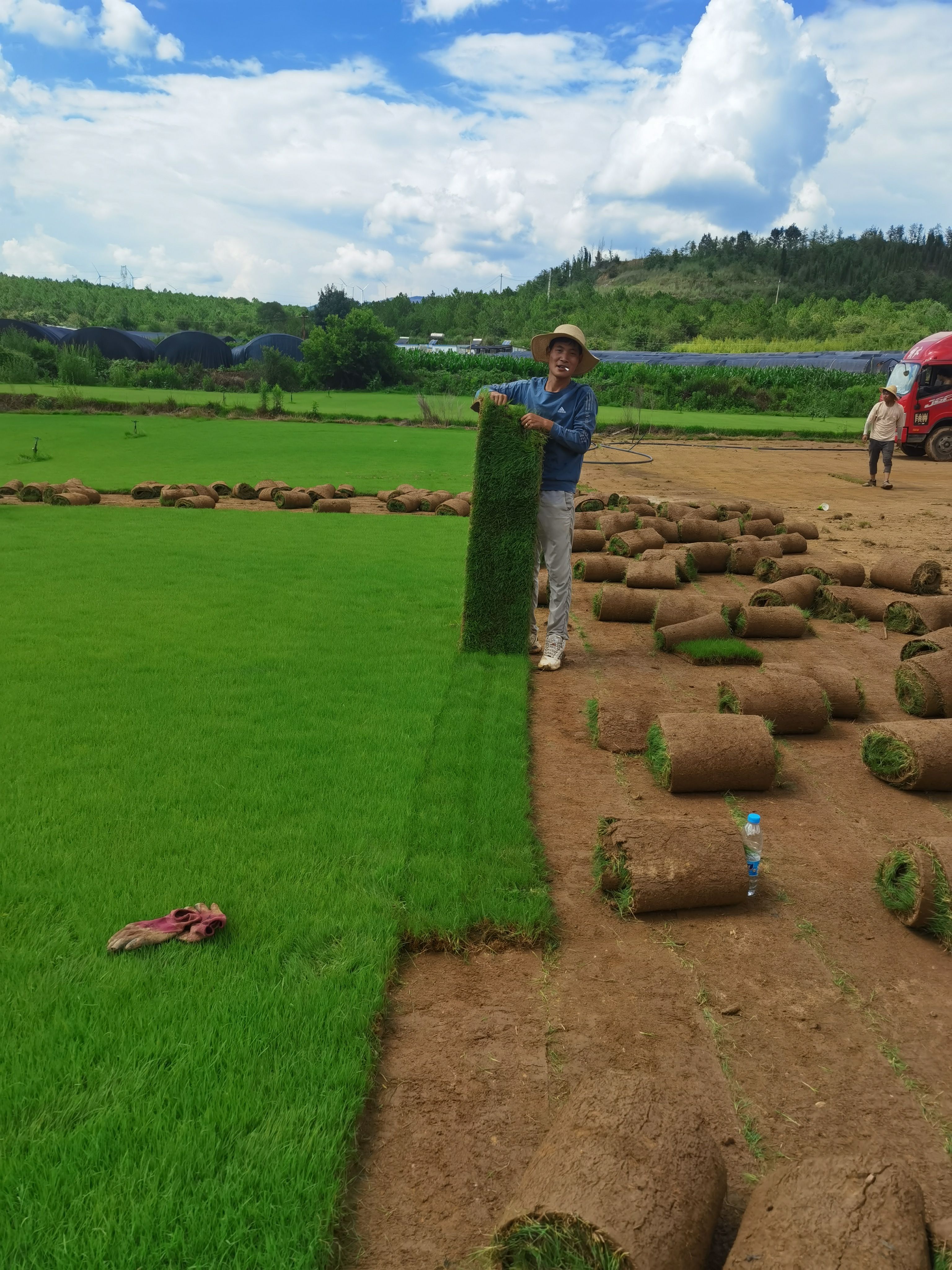 高档小区足球场专用剪股颖草坪