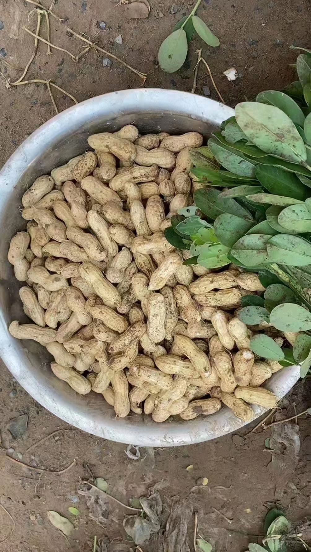 鲁花八号大量上市中，