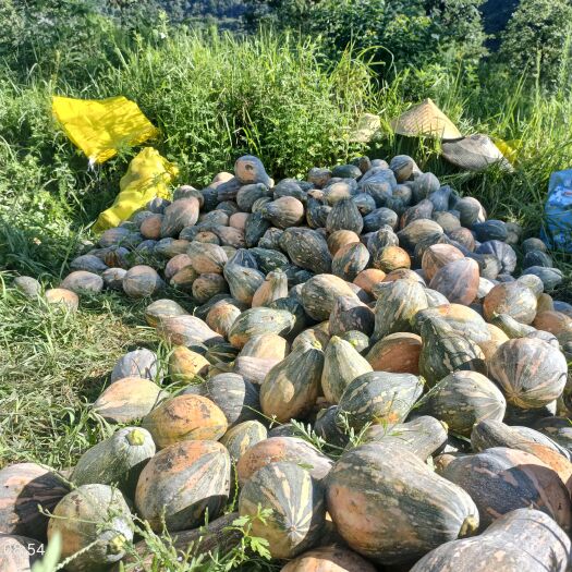 龙里县香芋南瓜