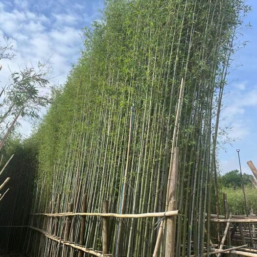 佛山自产自销(刚竹)精品