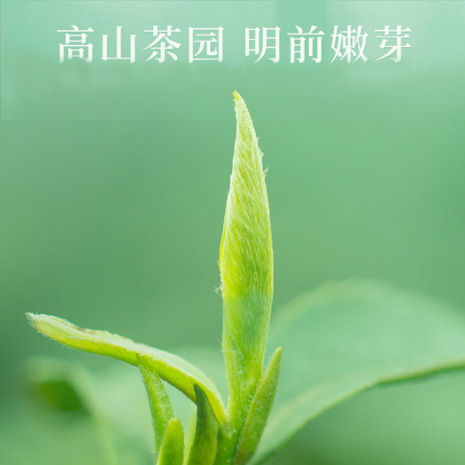 桂平市2022新茶信阳毛尖茶叶雨前浓香型散装口粮茶500克香浓