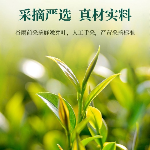 桂平市信阳毛尖2022明前新茶浓香型特级嫩芽毛尖茶叶自产自销批