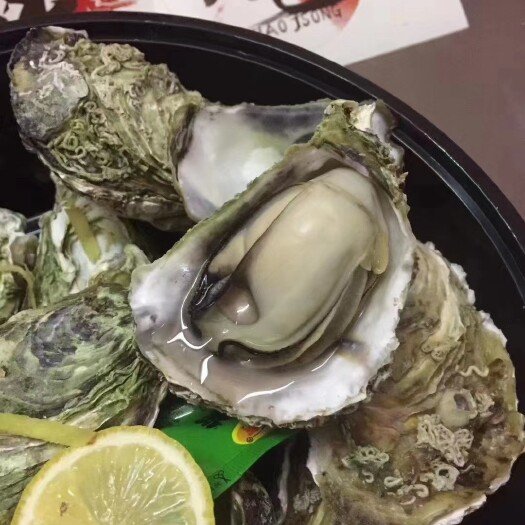 诏安县福建生蚝大蚝