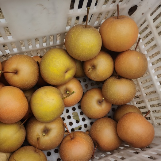 太康县自己家香梨