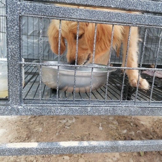 邹平市纯种金毛幼犬双系统金毛巡回猎犬幼崽包纯包健康三个月大公疫苗齐