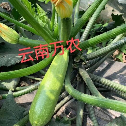 巧家县小瓜西葫芦