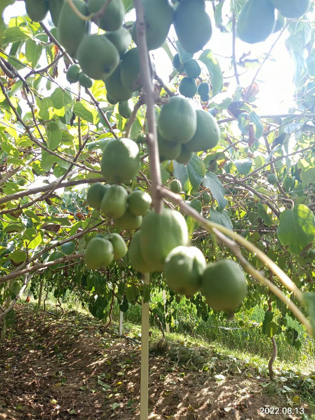 连云港软枣猕猴桃软枣猕猴桃，8-15克，出货量平均单天3千斤，
