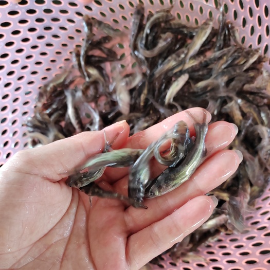 眉山优质黄骨鱼苗，工厂孵化，成活率高，产量高