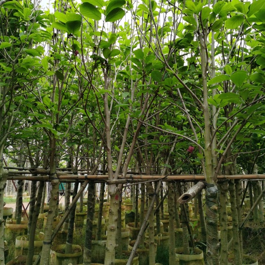 普宁市低价供应5-6-7-8-9-10分紫玉兰/荷花玉兰袋苗