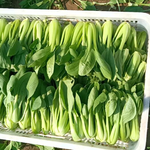 鄄城县精品上海青，快菜