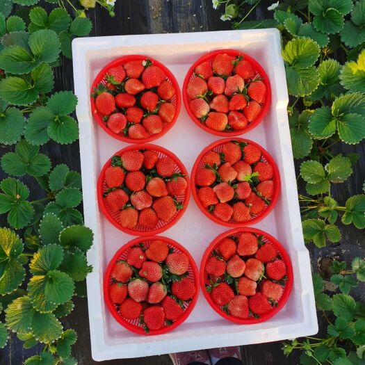 大叶宁玉草莓苗包品种