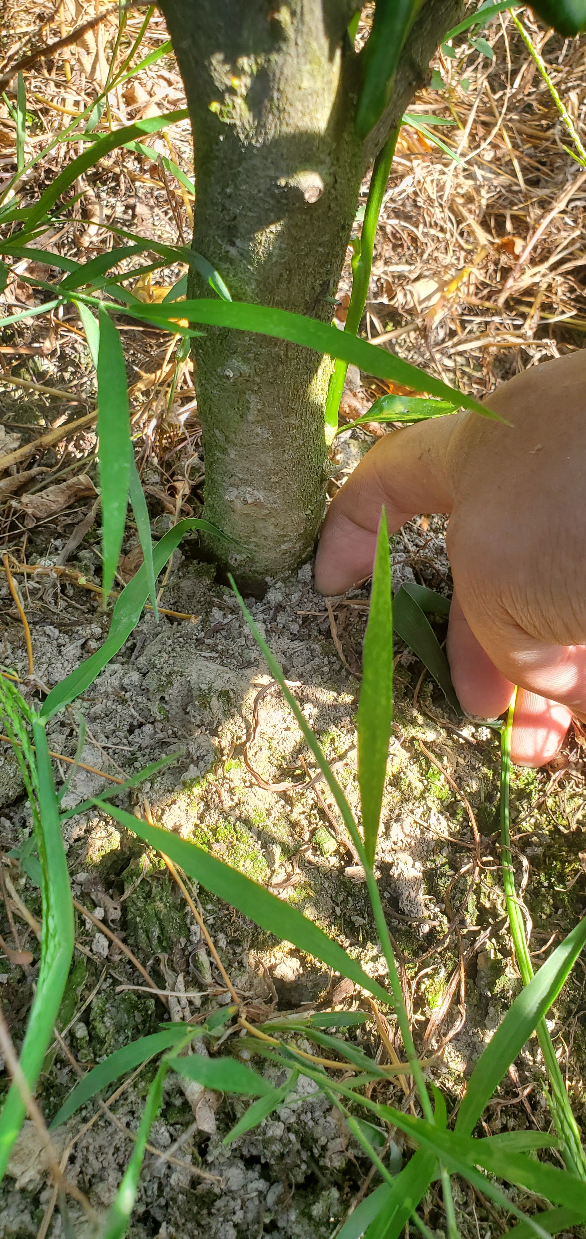 阳光一号假植苗4公分起