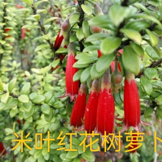芒市五翅莓 米叶树罗卜  红花红芽